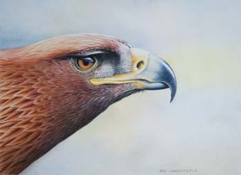 Golden Eagle in color pencil